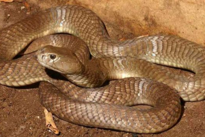 Big brown spinning cobra - zmija na rubu izumiranja Big brown spinning cobra - zmija na rubu izumiranja